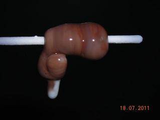 Seepferdchen 14.jpg