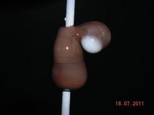 Seepferdchen 12.jpg