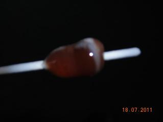 Datei:Seepferdchen 3.jpg
