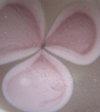 Notwitchcraft ID170.jpg