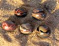 Vorschaubild der Version vom 20. Februar 2013, 11:43 Uhr